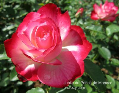 Роза юбилей принца Монако - 75 фото