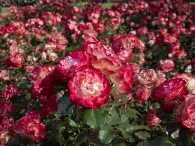 Белые розы купить с доставкой в Санкт-Петербурге, цена