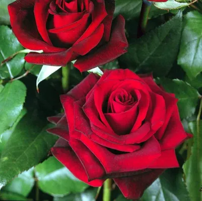 Роза Ред Берлин (Однолетний, ОКС) - купить Розы чайно-гибридные в Киеве и  Украине, выгодная цена Роза Ред Берлин в интернет-магазине Agrostore ТМ  (Агростор)