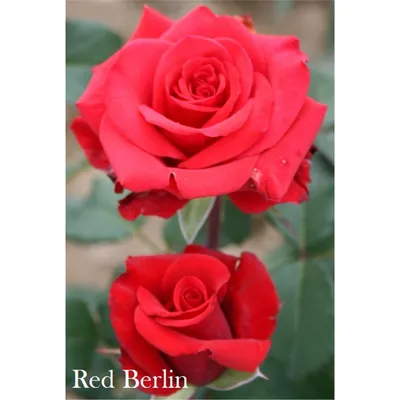Роза Ред Берлин (Red Berlin) купить с доставкой по Беларуси \"BuonRoza \"