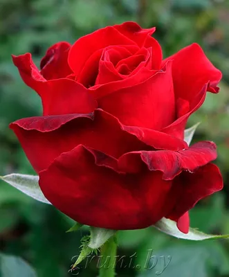 Роза чайно-гибридная Ред Берлин (Red Berlin) 6 шт (ID#1009285744), цена:  899 ₴, купить на Prom.ua
