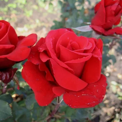 Роза чайно-гибридная Ред Берлин С4 купить недорого в интернет-магазине  товаров для сада Бауцентр