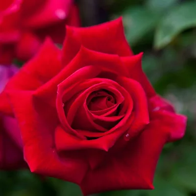 Роза чайно-гибридная Ред Берлин Сибирский Агросоюз