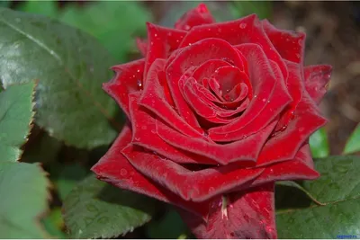 Розы чайно-гибридные «Ред Берлин» в Кирове – купить по низкой цене в  интернет-магазине Леруа Мерлен