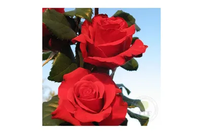 Ред Берлин – идеальный выбор для цветоводов, ценящих красоту и  изысканность. | Садовод | Дзен
