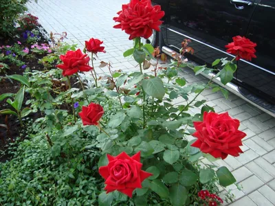 Саженцы розы Ред Берлин купить | питомник Агро Бреза Украина Киев