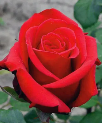 Саженцы розы чайно гибридной Ред Берлин (Red Berlin) купить в Москве по  цене от 490 до 1990 руб. - питомник растений Элитный Сад