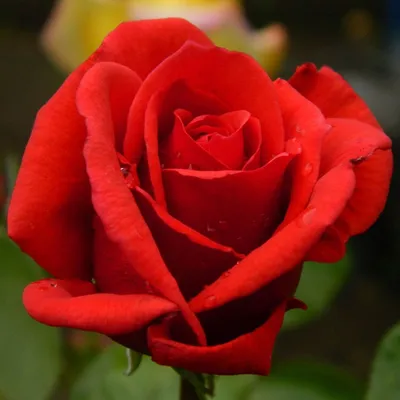 Red Berlin (Ред Берлин) - купить саженцы роз с доставкой по Украине в  магазине Добродар
