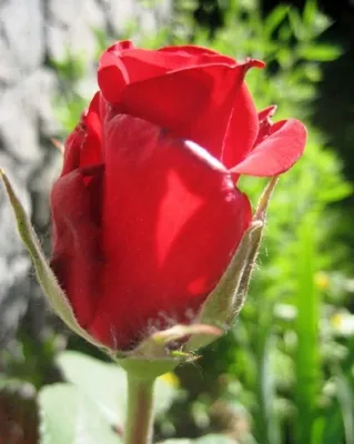 Роза чайно-гибридная Ред Берлин - купить по выгодной цене | Siberia Garden