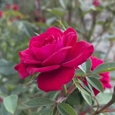 Роза чайно-гибридная Ред Флейм: купить в Москве саженцы Rosa Red Flame в  питомнике «Медра» по цене от 2800 руб
