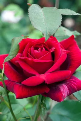 Роза чайно-гибридная Red Berlin (Ред Берлин) купить в интернет-магазине  ЕCOSHOP24 с доставкой по России