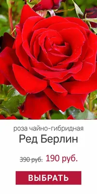 Роза чайно-гибридная Ред Берлин в тубе в Кемерове – купить по низкой цене в  интернет-магазине Леруа Мерлен