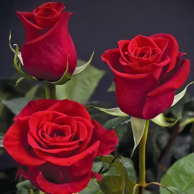 Саженцы розы Ред Макарена купить | Питомник Агро Бреза Украина