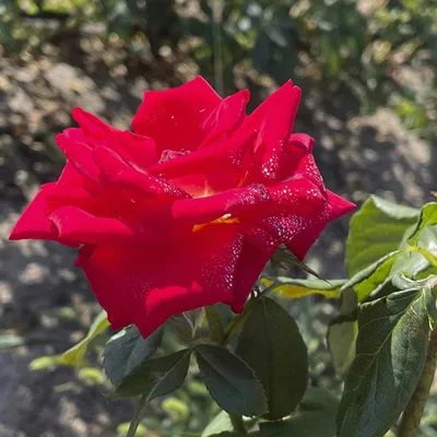 Турецкая роза (44 фото) - 44 фото