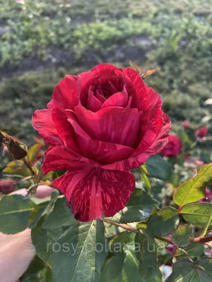 Роза - Высоцкого (Venrosa), чайно-гибридная