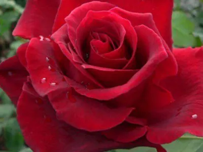 Роза \"Лавли Ред\": продажа, цена в Хмельницком. Рассада и саженцы цветов от  \"Сади.UA\" - 1287017663