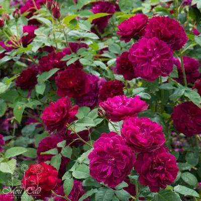 Саженцы розы Руби Ред купить | Питомник Агро Бреза Украина Киев