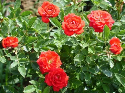 Купить саженцы красных чайно гибридных роз в Минске в интернет магазине  Долина Растений