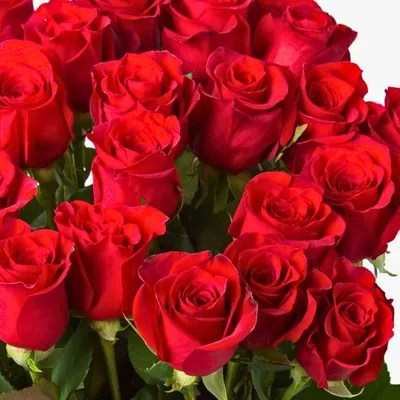 Роза чайно-гибридная Ред Берлин (rose lipsiae rubrum) 🌿 обзор: как сажать,  саженцы розы Ред Берлин - YouTube