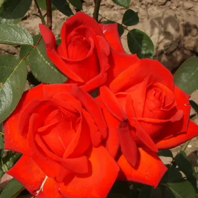 Саженцы розы Ред Макарена купить | Питомник Агро Бреза Украина
