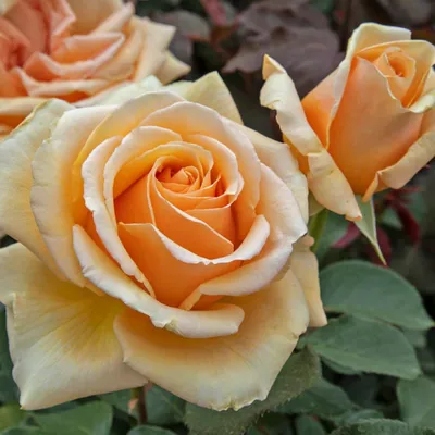 Саженцы розы валенсия купить в Москве по цене от 690 рублей