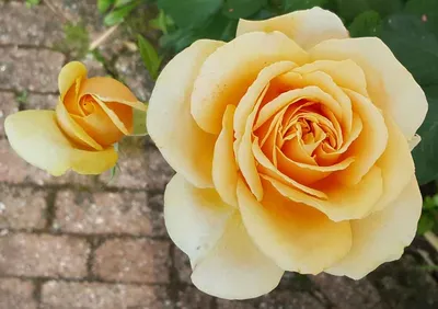 VALENCIA® Kordes rosa cespuglio arbusto medio - La rosa del borghetto