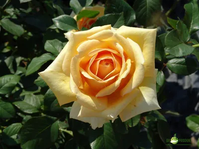 Rosa 'Valencia' (Rose) - Plant details