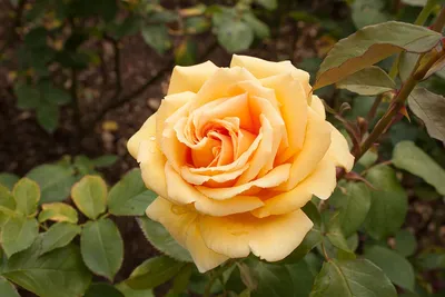 Роза Валенсия | Чудеса Саду — Саженцы и удобрения