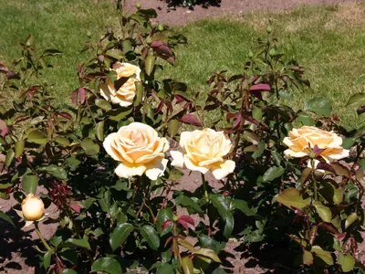 Rose (Rosa 'Valencia') in the Roses Database - Garden.org