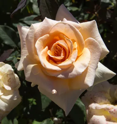 Rosa 'Valencia' (Rose) - Plant details