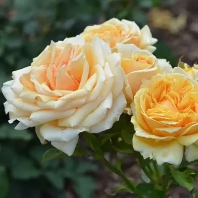 Роза цвета - старого золота - Валенсия | Росток 🌱 | Дзен