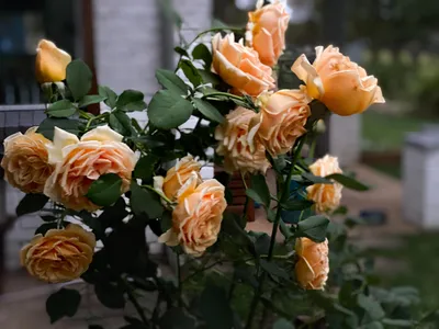 Роза Valencia (Валенсия) – купить саженцы роз в питомнике в Москве