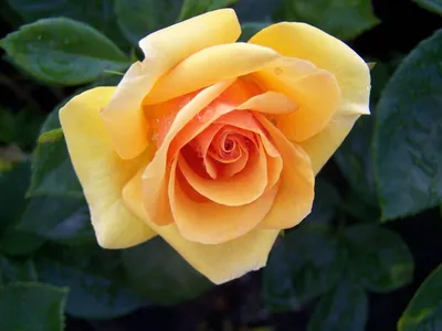 Саженцы розы валенсия купить в Москве по цене от 690 рублей