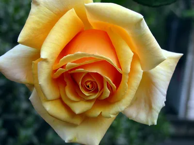 Photo of the bloom of Rose (Rosa 'Valencia') posted by sunnyvalley -  Garden.org
