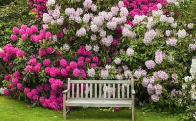 Розовый сад в Baden Baden для того, чтобы в Германии Стоковое Изображение -  изображение насчитывающей красивейшее, германия: 191934885