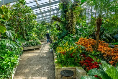 Фото Германия Botanischer Garten Solingen тюльпан Природа Сады