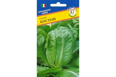 Продам салат Бостон, купить салат Бостон, Киевская обл — Agro-Ukraine