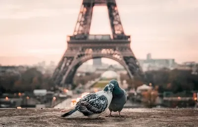 Париж картинки на рабочий стол Эйфелева башня - подборка