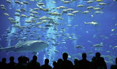 Огромные подводные миры: это самые интересные аквариумы в России и мире |  Ассоциация Туроператоров