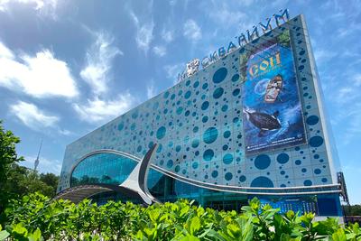 Океанариум Sochi Discovery World Aquarium | самый большой океанариум в  России | Россия | Сочи