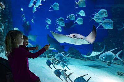 Самые крупные океанариумы и аквариумы России, которые интересно посетить не  только с детьми