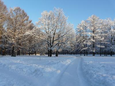 Санкт-Петербург зимой, предновогодняя …» — создано в Шедевруме