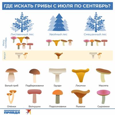 Съедобные грибы Челябинской области фото