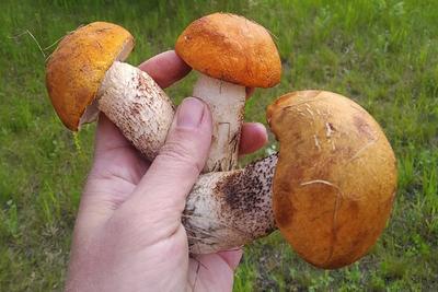 В центре Копейска выросли съедобные грибы: как не отравиться