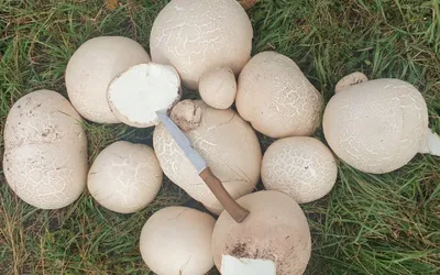 В Челябинской области нашли грибы с голову человека: оказалось — съедобные  - KP.RU