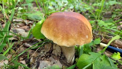 О тайнах сбора грибов | Карталинская новь