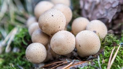 Как отличить белый гриб от несъедобного, рассказали эксперты из Челябинской  области