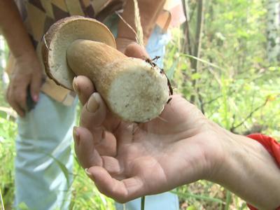 Собираемся по грибы: гид по ранним объектам тихой охоты в Челябинской  области