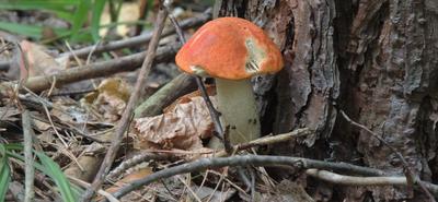 Съедобные грибы Челябинской области фото