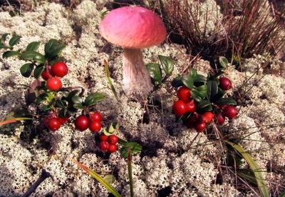 Сезон тихой охоты Вся правда о грибах и способах их добычи | Челябинский  Обзор